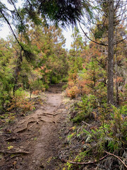 Forêt tropicale, île de la Réunion, sentier du GRR2