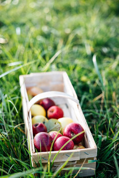 Orchard harvest old apple varieties