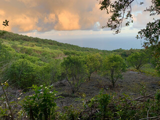 Campagne à Saint-Philippe, sur l'île de la Réunion