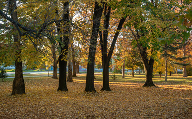 Naklejka premium Autumn trees in a city public park on a sunny day