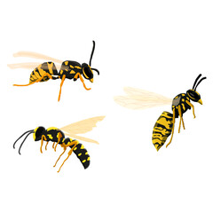 vector illustration on the theme of dangerous insects. Three different wasps in vector realism style