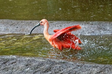 Closeup shot of a pink scarlet ibis bird splashing around in a pond - obrazy, fototapety, plakaty