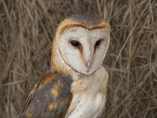 barn owl close up
