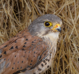 bird of prey
