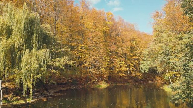 flying over lake in autumn forest