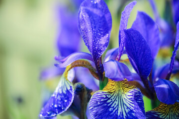Blooming blue plant Iris