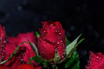 flower rose waterdrop 