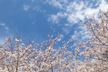 桜花と空