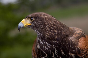 Harris Hawk close-up of head beak and eye