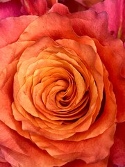 Rose petal closeup