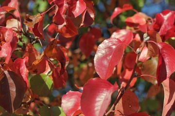 Bright red autumn leaves.