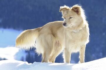 Obraz na płótnie Canvas hund dog Schnee