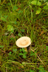 Small milky mushroom lactarius trivialis in the forest on an autumn day