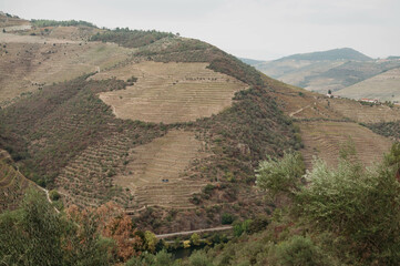 Vineyard on autumn time. Portugal