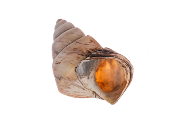 Neothauma shell