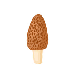 Morel mushroom. Vector illustration isolated on white background.