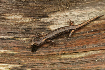 Closeup on a sub-adult , juvenile Clouded salamander, Aneides ferreus sitting on redwood