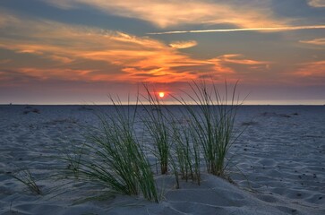 Fototapeta premium Sunset by the sea. Green grasses on the beach in Łeba in Poland in the evening scenery.
