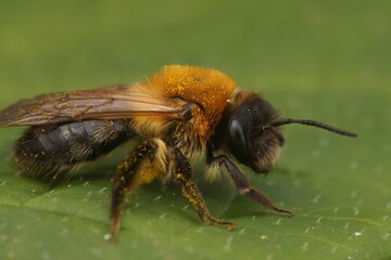 Closeup on a furry brown female grey-patched mining bee, Andrena nitida sitting on a green leaf