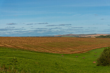 Fototapeta na wymiar Golden wheat field with blue sky in background.