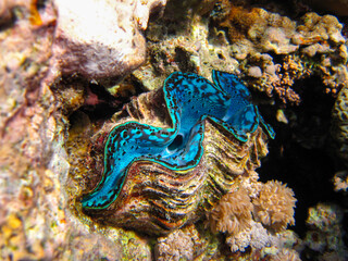 Tridacna gigas, Giant tridacna, or giant cocked hat in the Red Sea coral reef, Hurghada, Egypt
