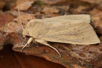 Closeup on the pale brown colored seasonal Large Wainscot owlet moth, Rhizedra lutosa