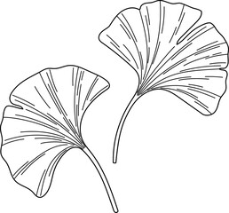 Ginkgo biloba leaves vector sketch