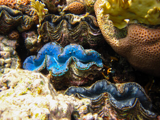 Tridacna gigas, Giant tridacna, or giant cocked hat in the Red Sea coral reef, Hurghada, Egypt