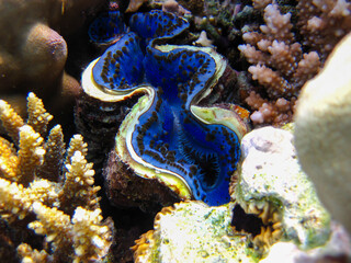 Tridacna gigas, Giant tridacna, or giant cocked hat in the Red Sea coral reef, Hurghada, Egypt