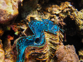 Tridacna gigas, Giant tridacna, or giant cocked hat in the Red Sea coral reef, Hurghada, Egypt