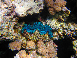 Tridacna gigas, Giant tridacna, or giant cocked hat in the Red Sea coral reef, Hurghada, Egypt