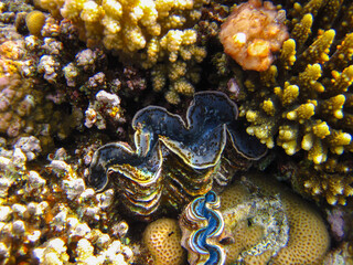 Tridacna gigas, Giant tridacna, or giant cocked hat in the Red Sea coral reef, Hurghada, Egypt