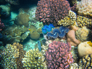 Tridacna gigas, Giant tridacna, or giant cocked hat in the Red Sea coral reef, Hurghada, Egypt
