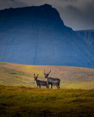 A couple of wild reindeer standing in the tundra of Norway with mountains  on the background