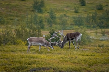 Fighting between two wild reindeer in Norway  tundra