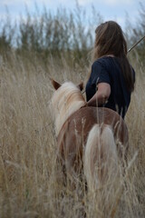 Ponyliebe. Süßes Shetland Pony im Sommer