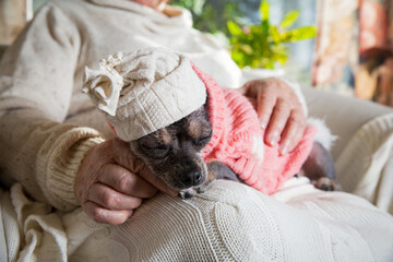 Close-up sleepy dog dressed in knitted sweater and hat on lap. Senior lady sitting in chair with...