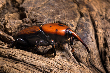 Rhynchophorus ferrugineus, Macro of the red palm weevil on the trunk. beetle of the weevil family,...