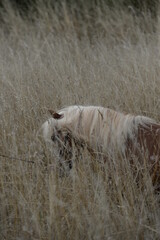 Ponyliebe. Süßes Shetland Pony im Sommer