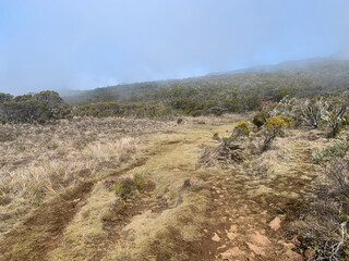Sentier de randonnée sur le GRR2, ile de la Réunion