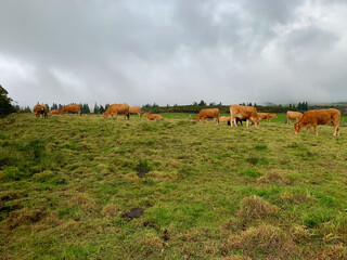 Vaches dans la plaine des cafres sur l'île de la Réunion