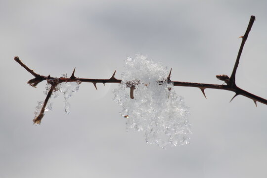 snow in thorns - Powered by Adobe
