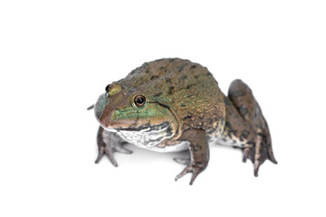 Chinese edible frog, East, Asian, bullfrog, Taiwanese, frog, (Hoplobatrachus rugulosus). isolated on white background.