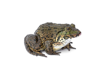 Fototapeta premium Chinese edible frog, East, Asian, bullfrog, Taiwanese, frog, (Hoplobatrachus rugulosus). isolated on white background.