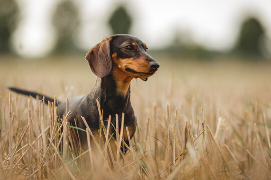 Dackelh&uuml;ndin am Feld, seitliches Portrait bei der Arbeit