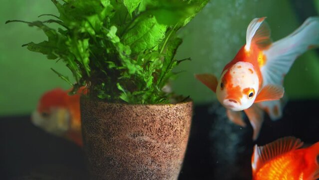 Cute Oranda goldfish swimming in an aquarium by a plant in a vase. It sounds like it's talking. 