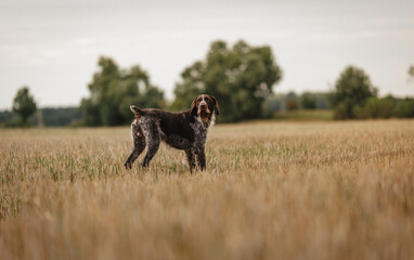 Aufmerksamer Deutsch Drahthaar R&uuml;de bei der Arbeit, sieht sich nach seinem Besitzer um
