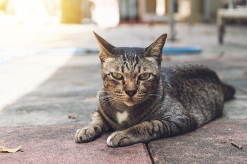 The face and eyes of Gray tabby cat lying down and looking straight on the cement floor in the temples of Thailand.