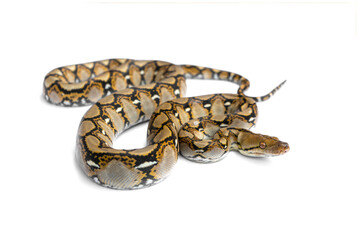 Baby snake Reticulated Python (Malayopython reticulatus) isolated on white background.