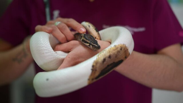 A vet holding and taking care of a python regius snake.